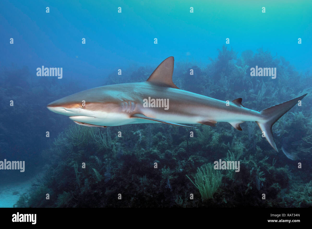 Caribbean Reef Shark (Carcharhinus perezii) a Luisa Reef, Jardines de la Reina, Cuba Foto Stock