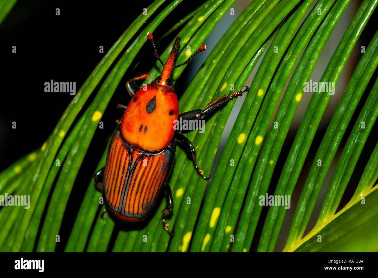 Punteruolo d'insetto immagini e fotografie stock ad alta risoluzione - Alamy