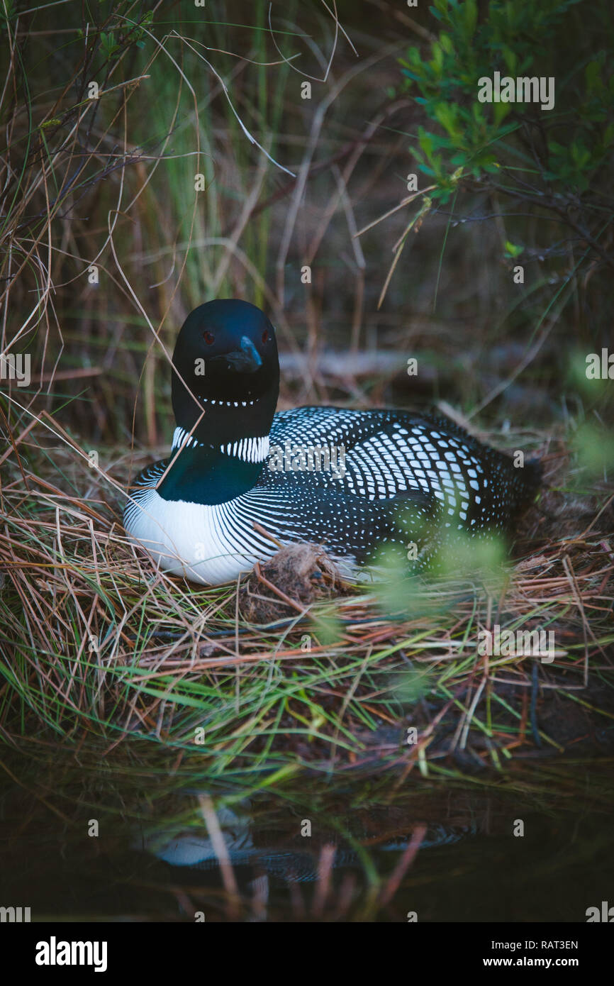 Loon cucchiaio Foto Stock