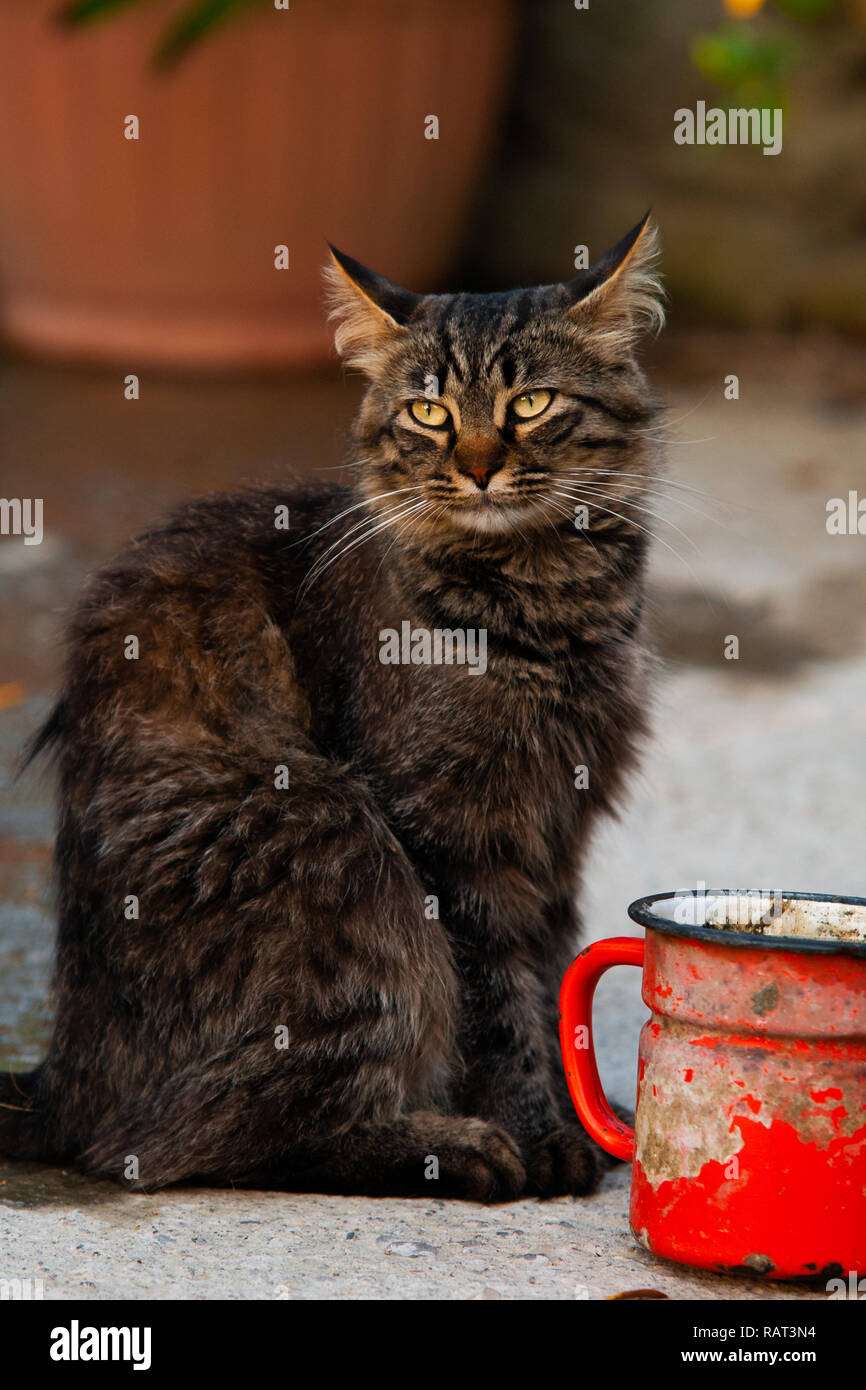 Ritratto di un gatto, dopo aver giocato con il suo bicchiere di rosso Foto Stock