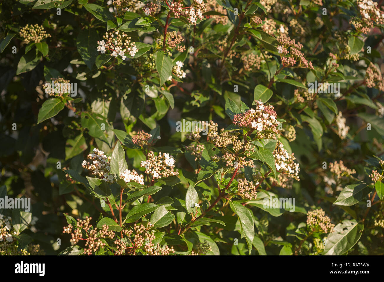Fioritura invernale arbusto pallon di maggio con piccolo profondo delicato gemme rosa e blushed fiori bianchi, Viburnum tinus, profondo foglie verdi Foto Stock