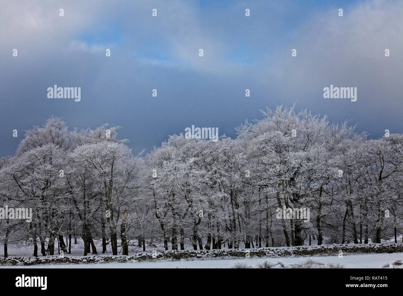 La neve sui rami parco nazionale di Peak District Inghilterra Foto Stock