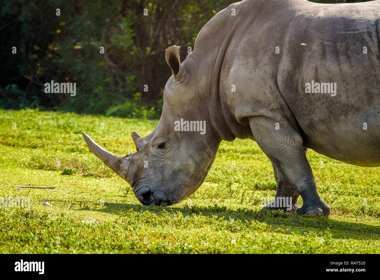 In prossimità di un grande rinoceronte bianco del Sud (Ceratotherium simum simum) di pascolare su erba verde Foto Stock