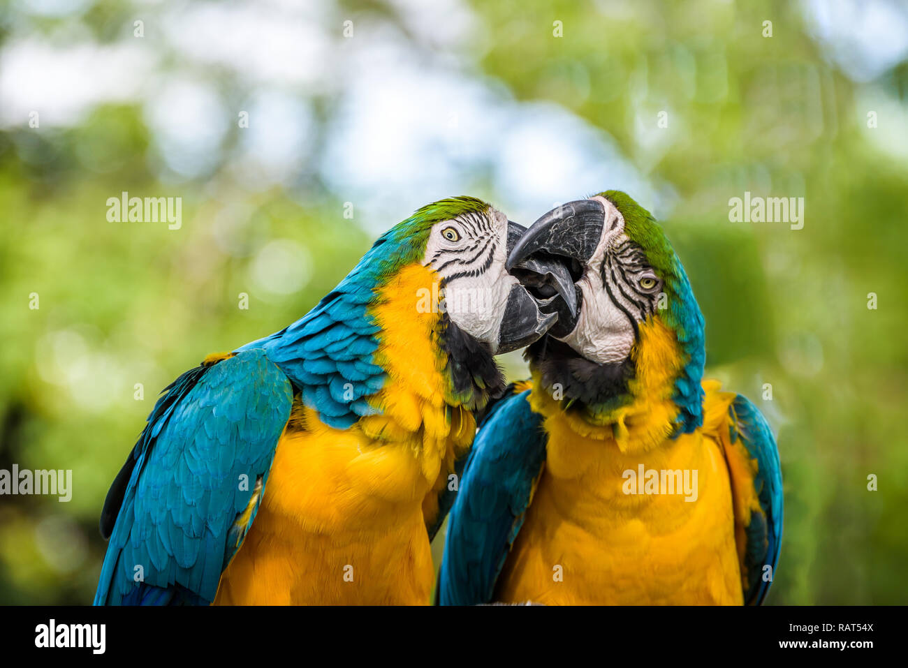 In prossimità di un paio di blu e giallo macaws di toccare e giocare con la loro forte becchi, guardando come stanno baciando. Foto Stock