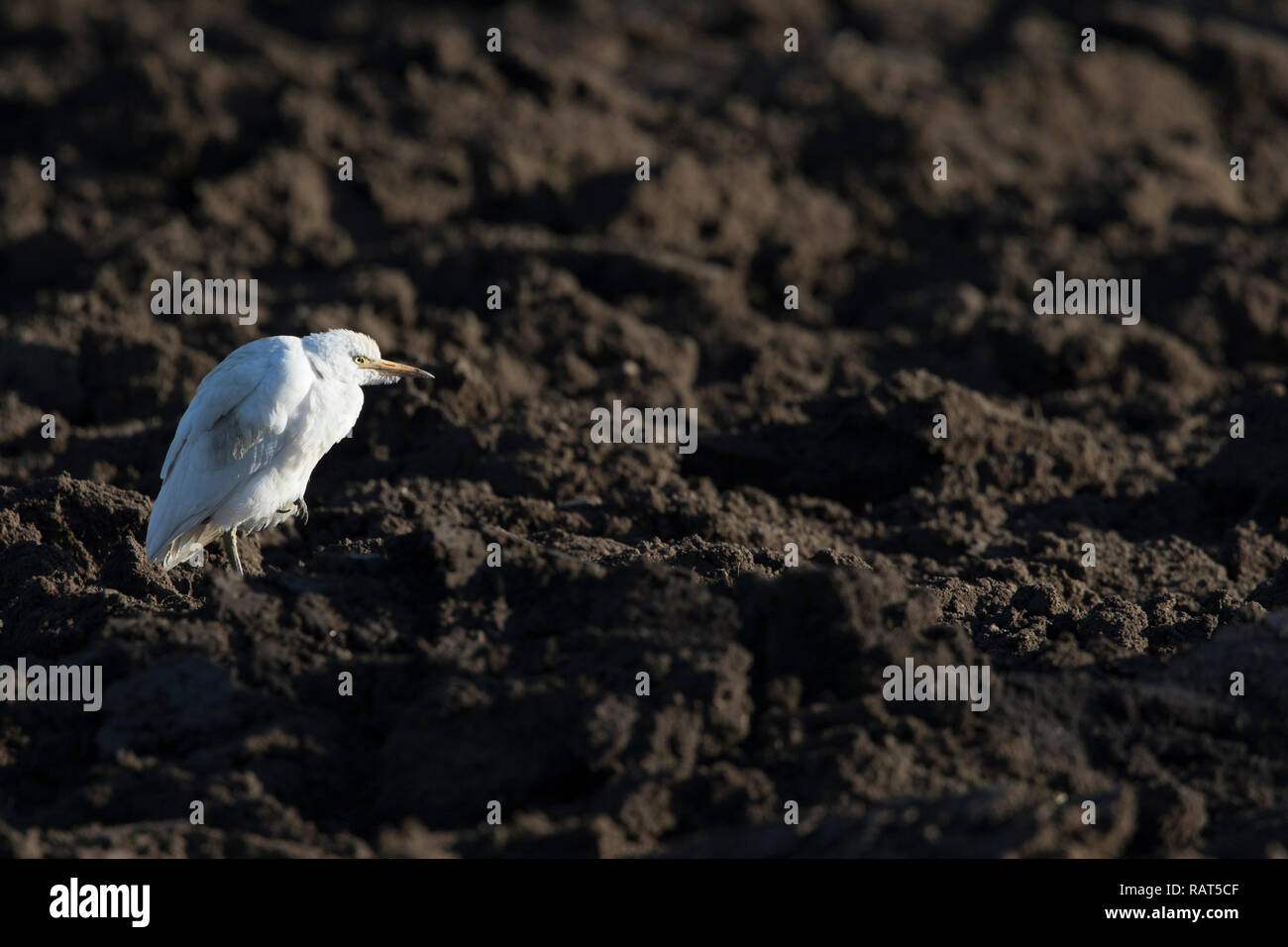 Western airone guardabuoi,airone guardabuoi (Bubulcus ibis),adulto riposa in un campo arato Foto Stock
