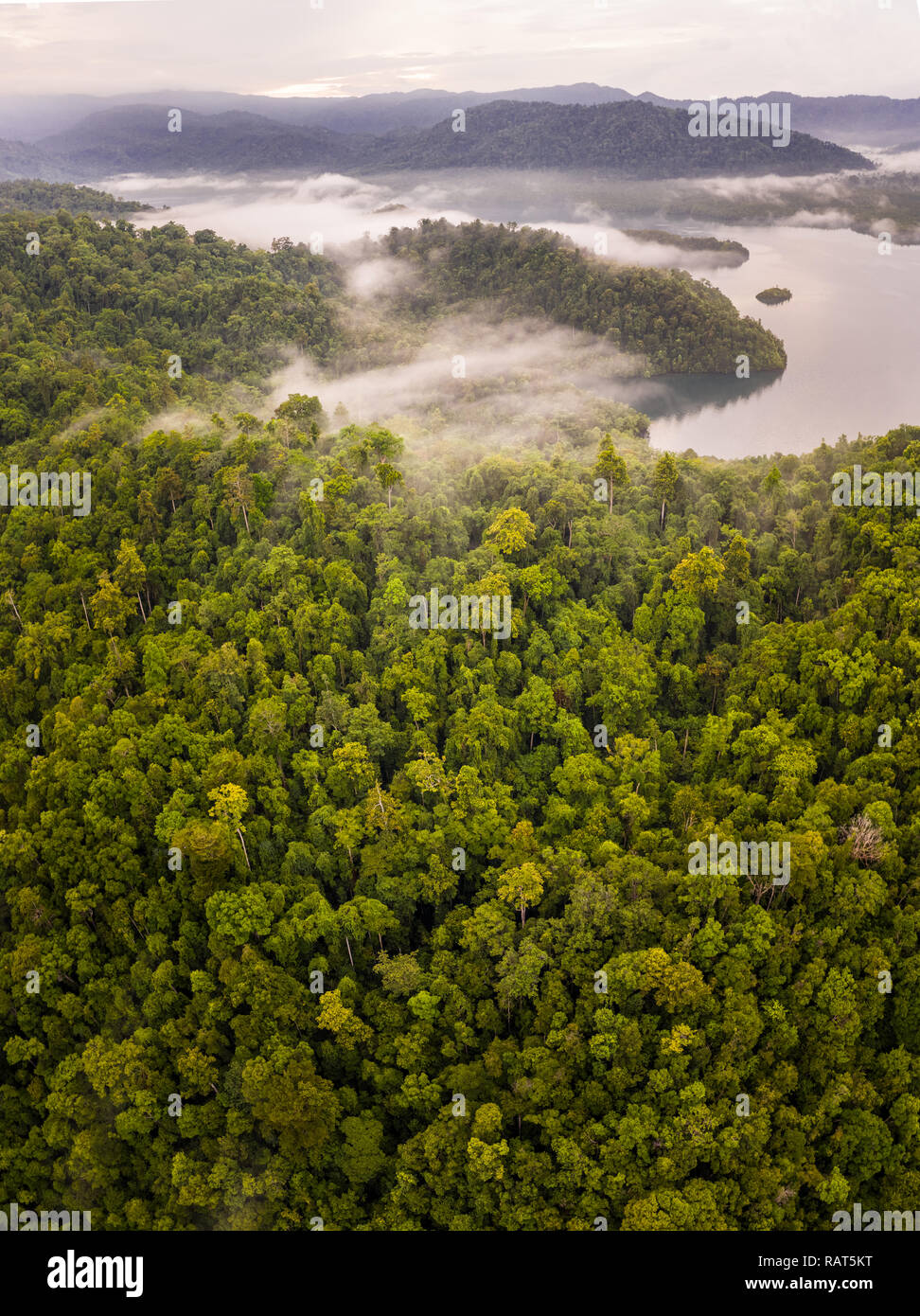 Una lussureggiante foresta pluviale copre una remota isola tropicale in Raja Ampat, Indonesia. Questa variegata regione è conosciuta come il cuore del triangolo di corallo. Foto Stock