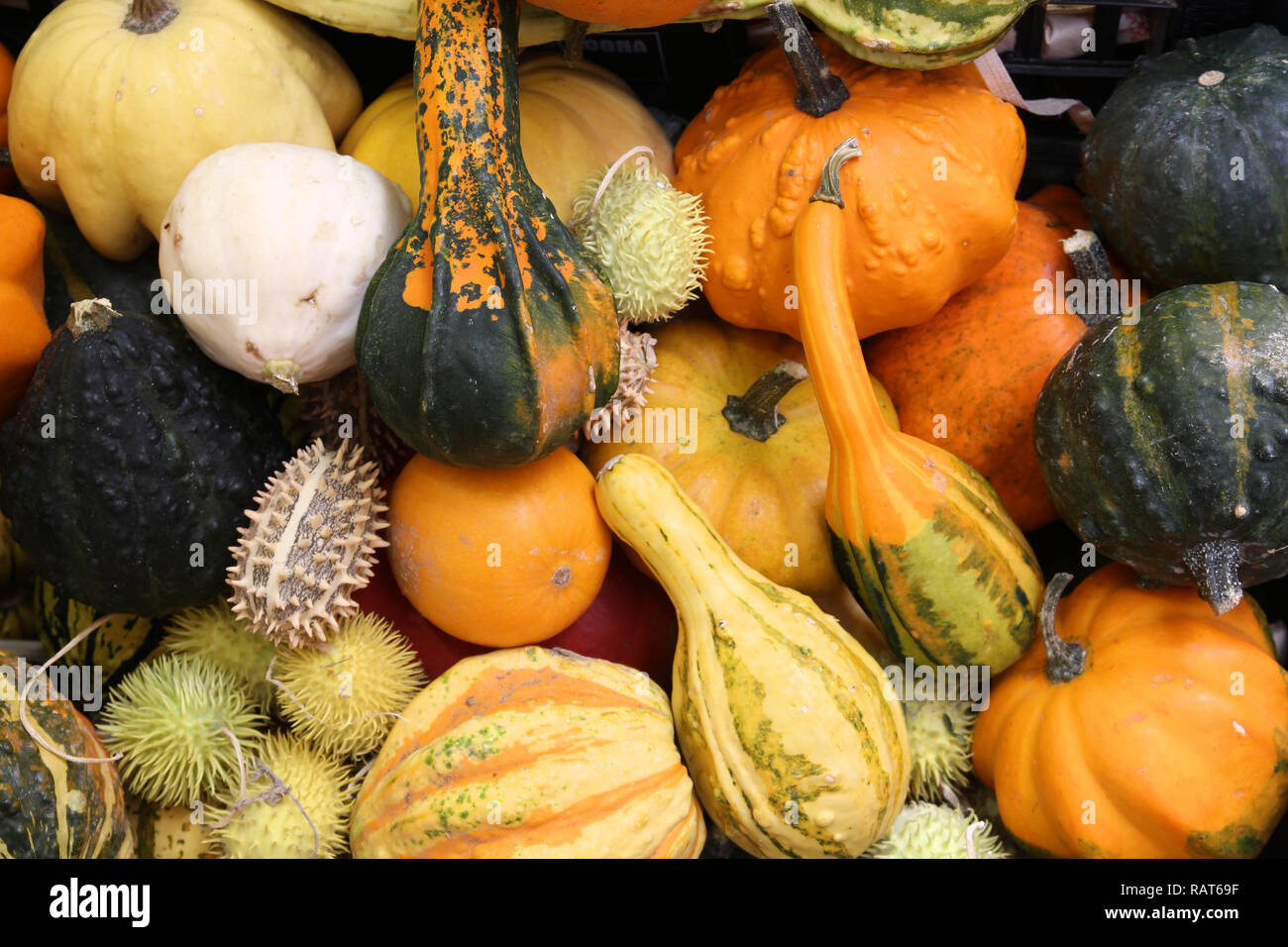 Autunno a un mercato in Italia - vari spremute e zucche comprese le zucchine, giallo crookneck e zucca cucurbita Foto Stock