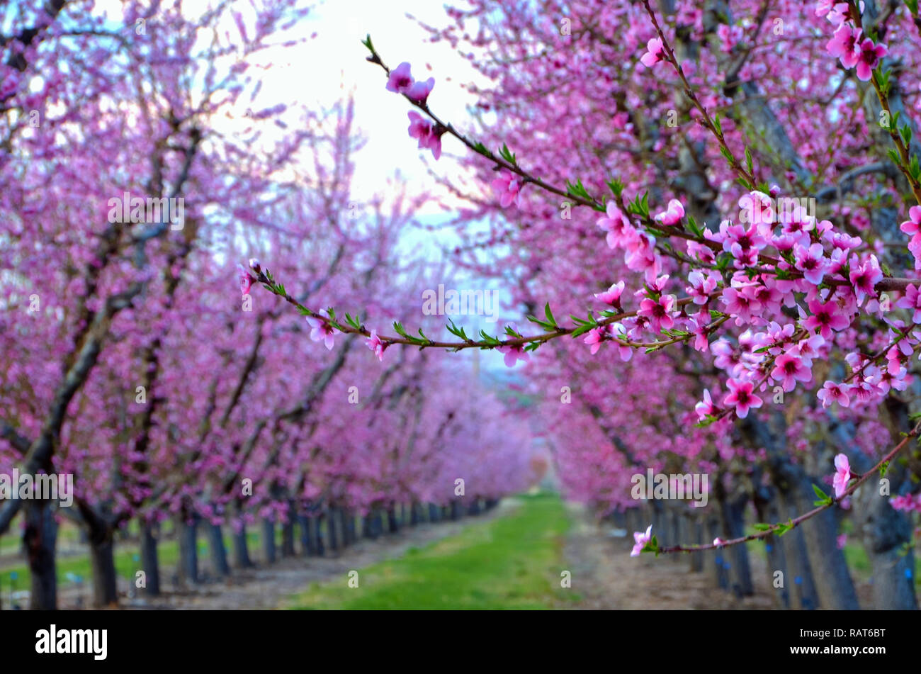 Sia i fiori selvatici e coltivati forniscono la bellezza, la varietà e interesse tutto l'anno. Foto Stock