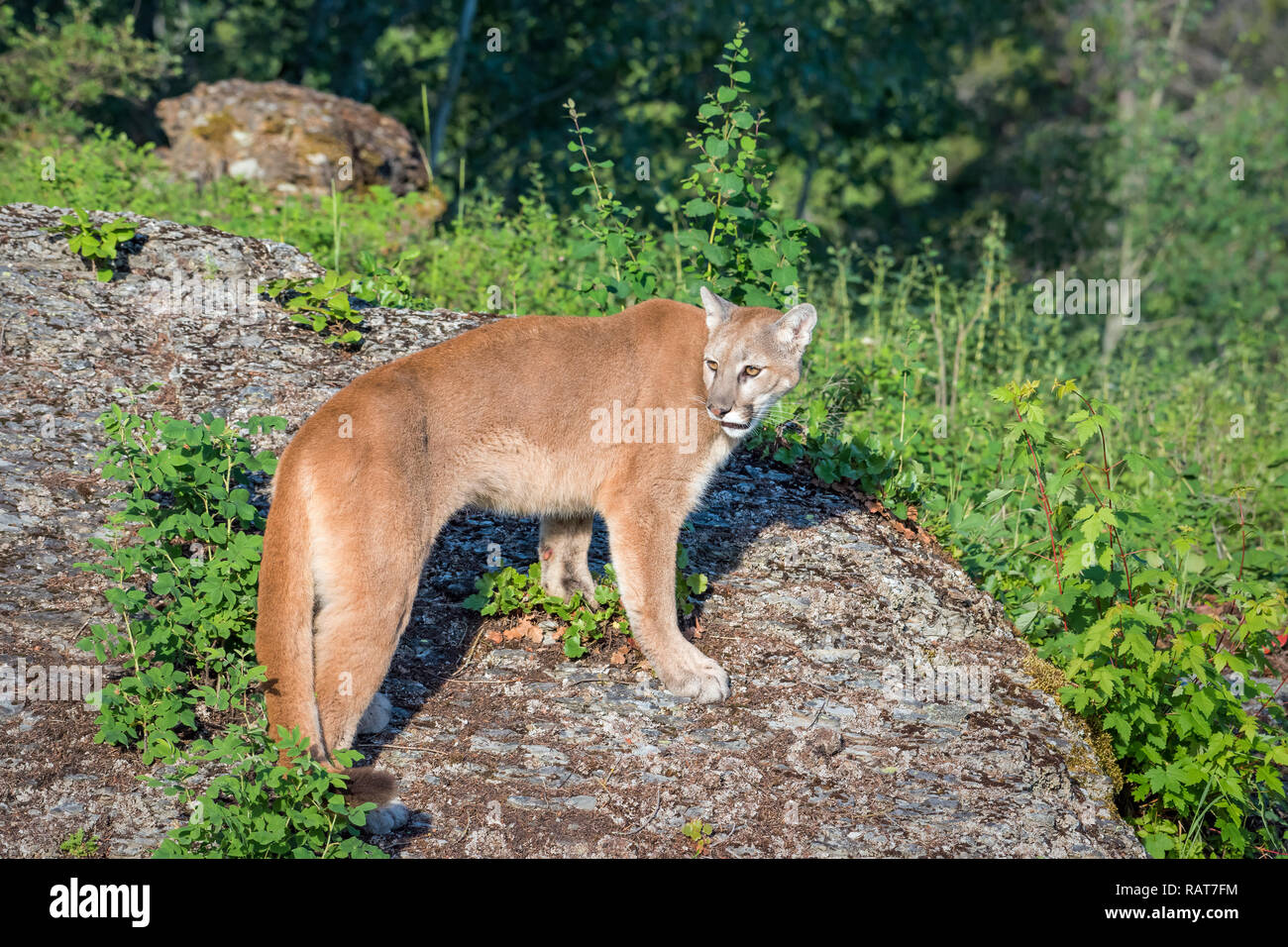 Mountain Lion su un costone roccioso sguardo sulla sua spalla Foto Stock