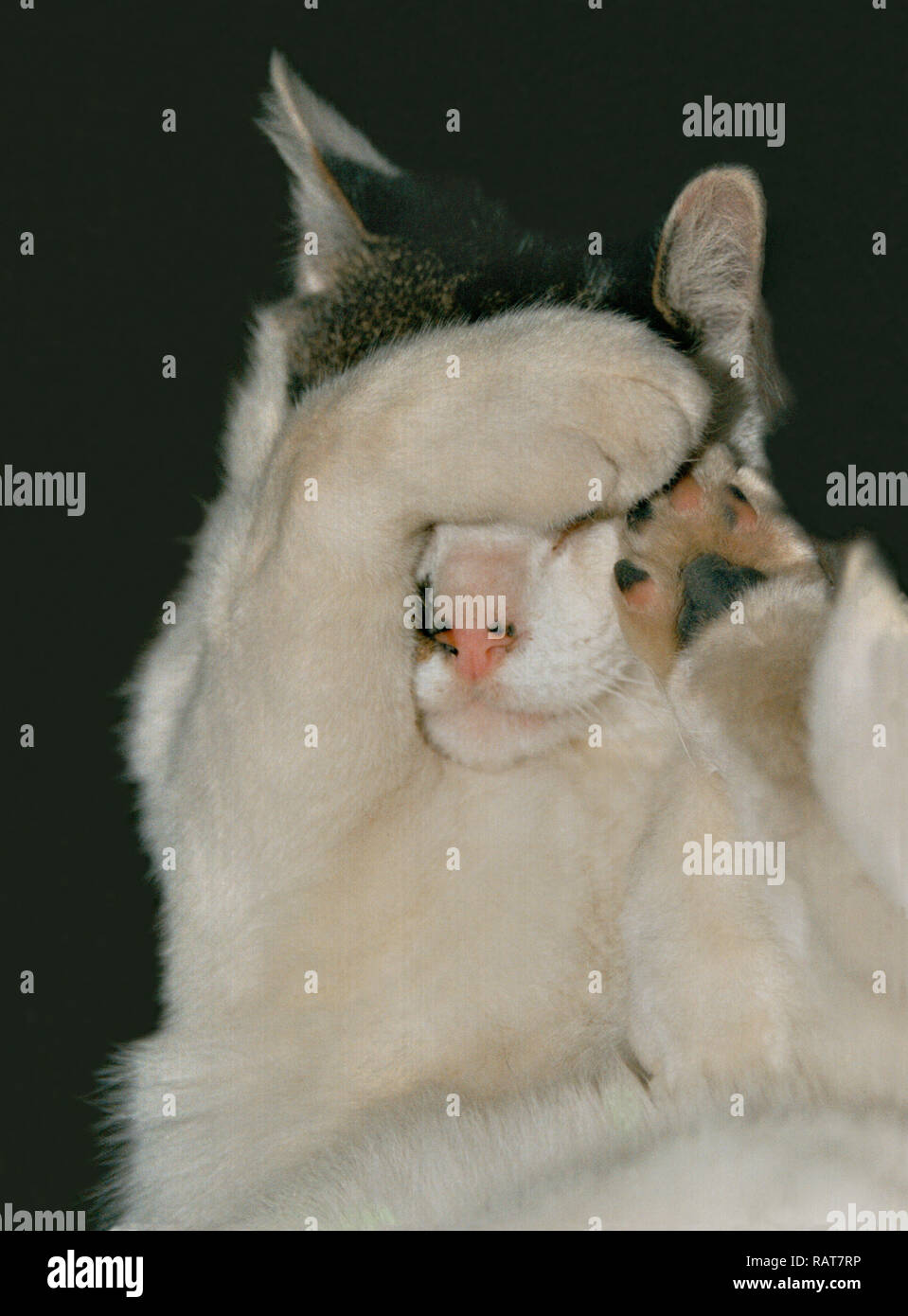OH no, non di nuovo! - immagine divertente di un gatto che copre gli occhi con la sua zampa Foto Stock