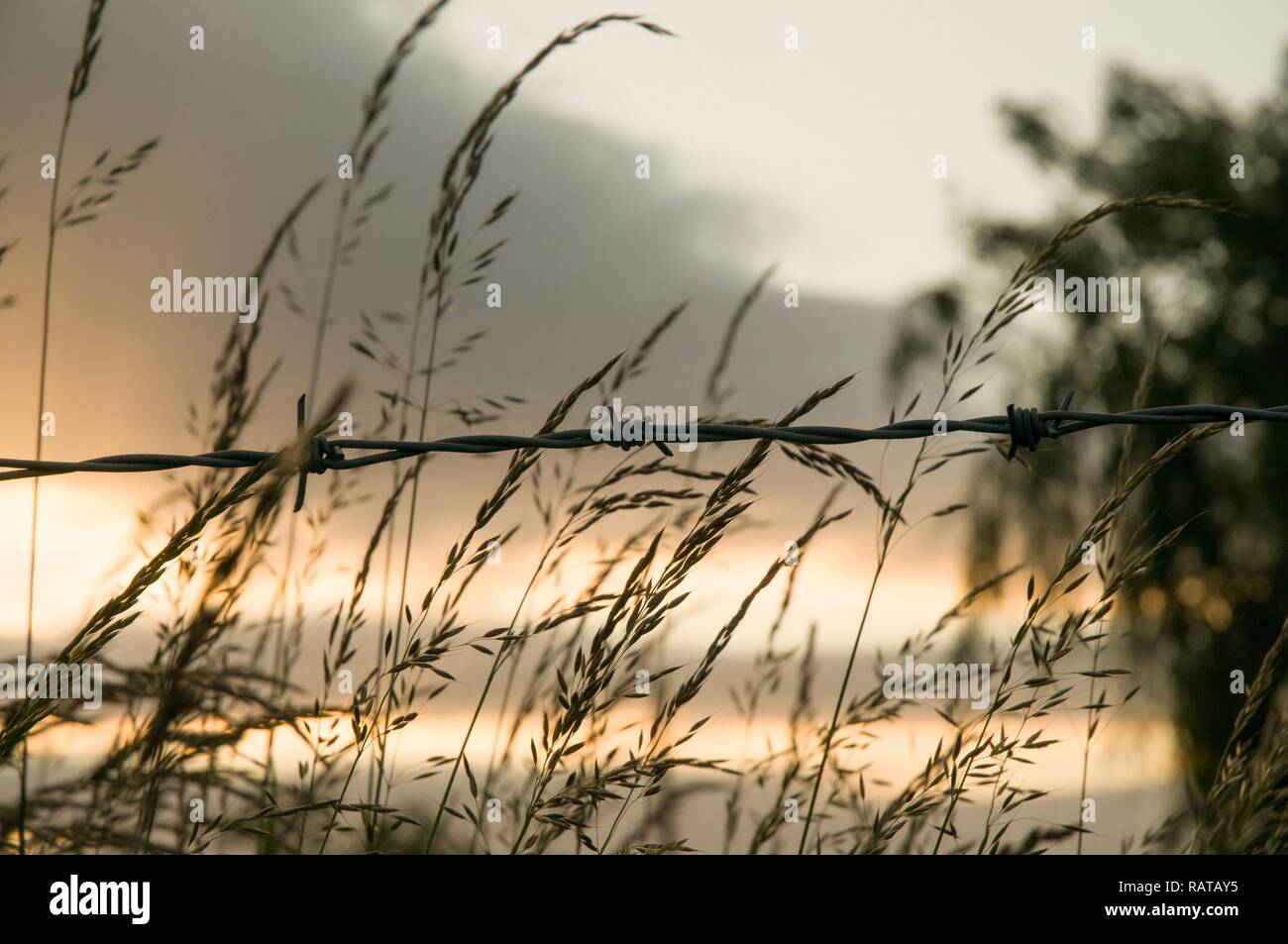 Tramonto sulla campagna di Cheshire, attraverso un filo spinato Foto Stock