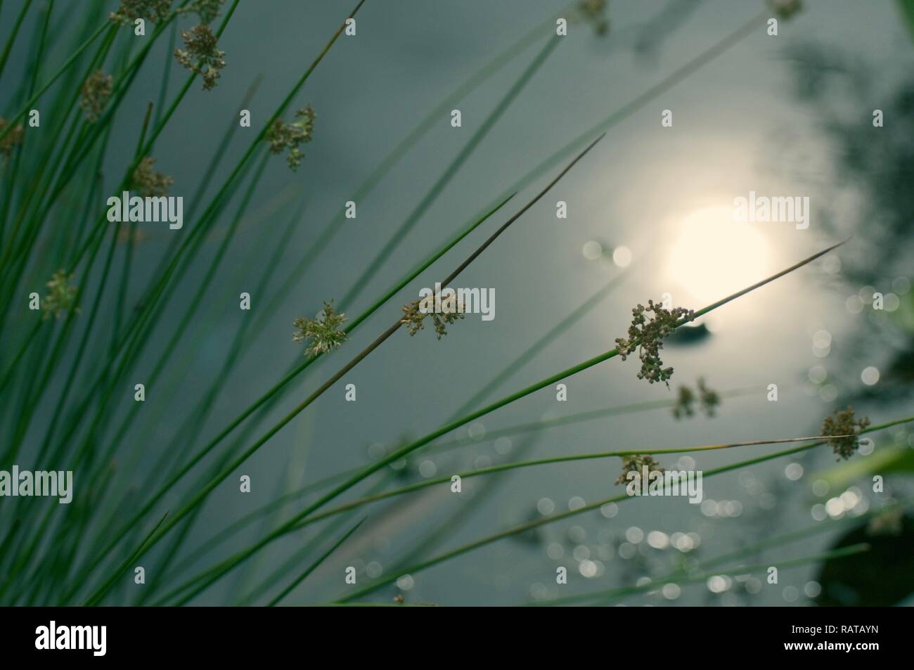 Un patch di luce del sole sullo stagno con erbe Foto Stock