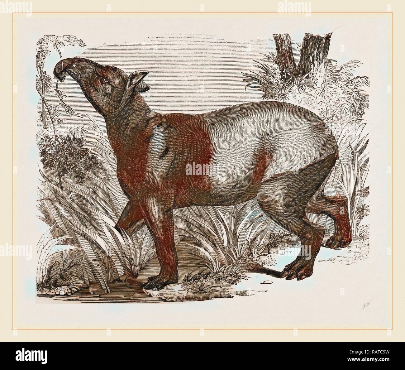 Il tapiro indiano. Reinventato da Gibon. Arte Classica con un tocco di moderno reinventato Foto Stock