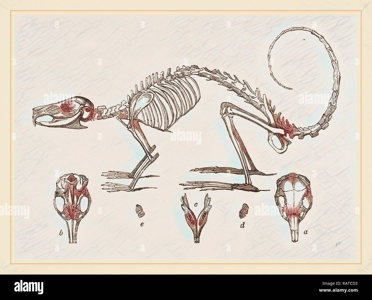 Lo scheletro e il cranio di Cavier's Lagotis. Reinventato da Gibon. Arte Classica con un tocco di moderno reinventato Foto Stock