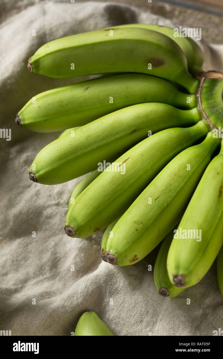 Materie organiche verde acerbo Baby Banane in un grappolo Foto Stock