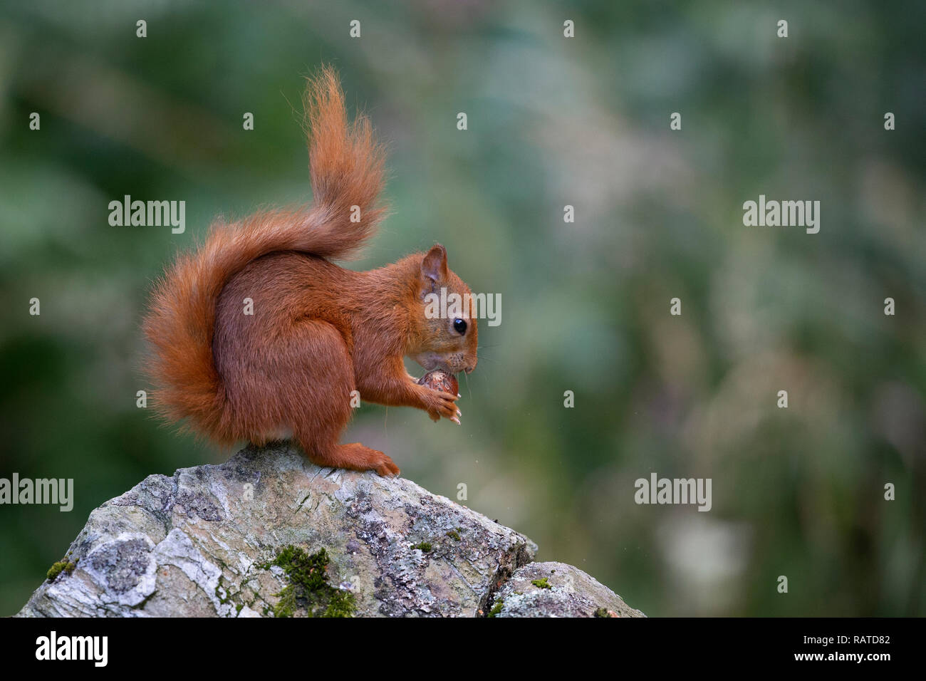 Scoiattolo rosso Sciurus vulgaris Foto Stock