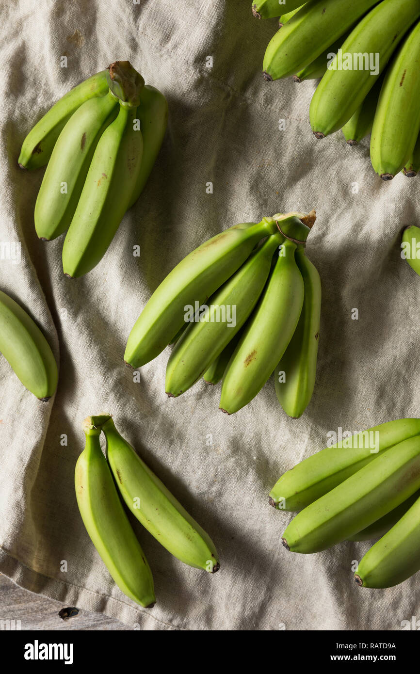 Materie organiche verde acerbo Baby Banane in un grappolo Foto Stock