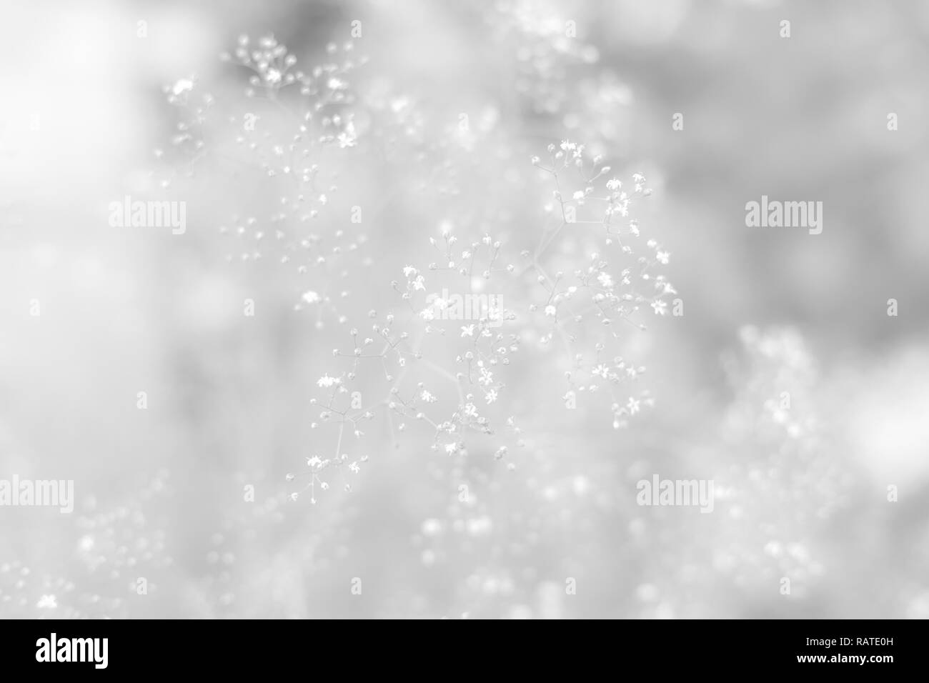 Bianco e nero, elegante, astrazione, gara sfondo floreale. Soft focus Foto Stock