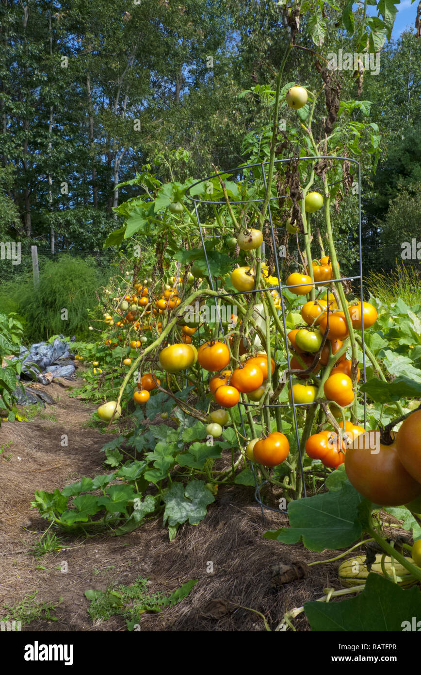 Lussureggiante giardino vegetale traboccante di pomodori in gabbie e fila alla comunità giardino, Maine, Stati Uniti d'America Foto Stock