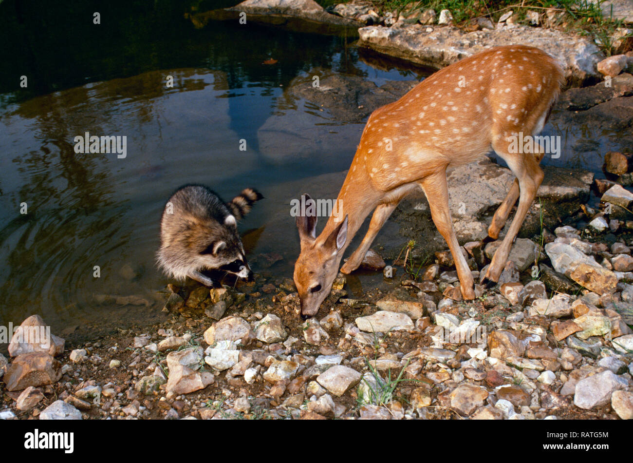 Amici curiosi e insoliti: Un procione e un bibita al fawn dello stagno, Missouri USA Foto Stock