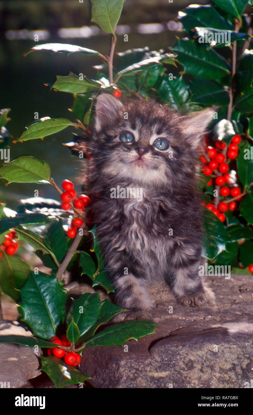 Adorabile tabby grigio a pelo lungo gattino con occhi blu che guarda dal log vicino tra bacche rosse in cespugli di oly, Natale, Missouri, Stati Uniti Foto Stock