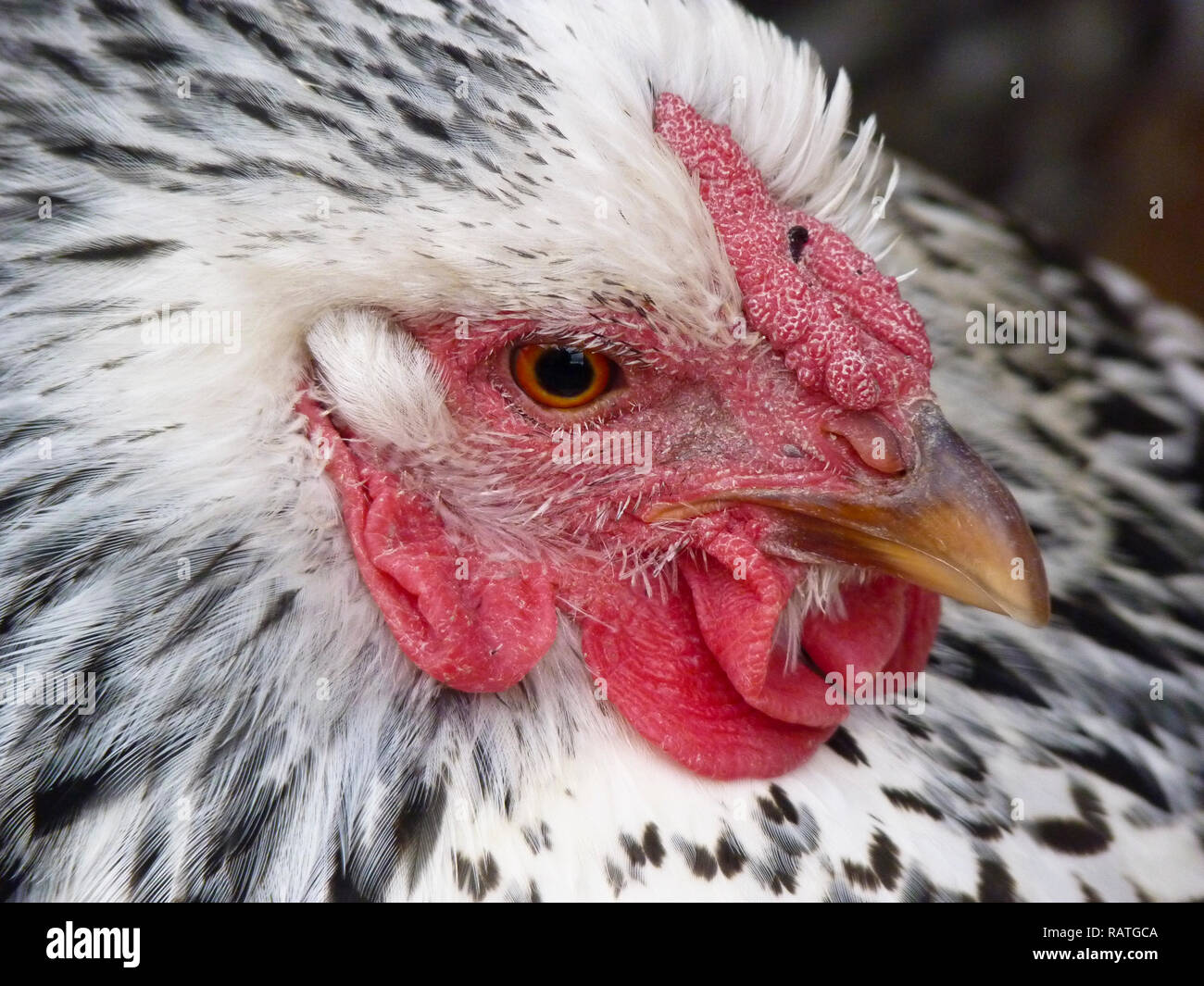 Vista ravvicinata della faccia sfumata di un sano pollo wyandotte argentato, USA Foto Stock