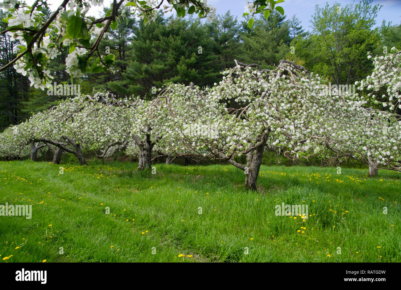 Bellissimi fiori sulla molla di fioritura meli in righe a North Yarmouth Maine a molla, STATI UNITI D'AMERICA Foto Stock
