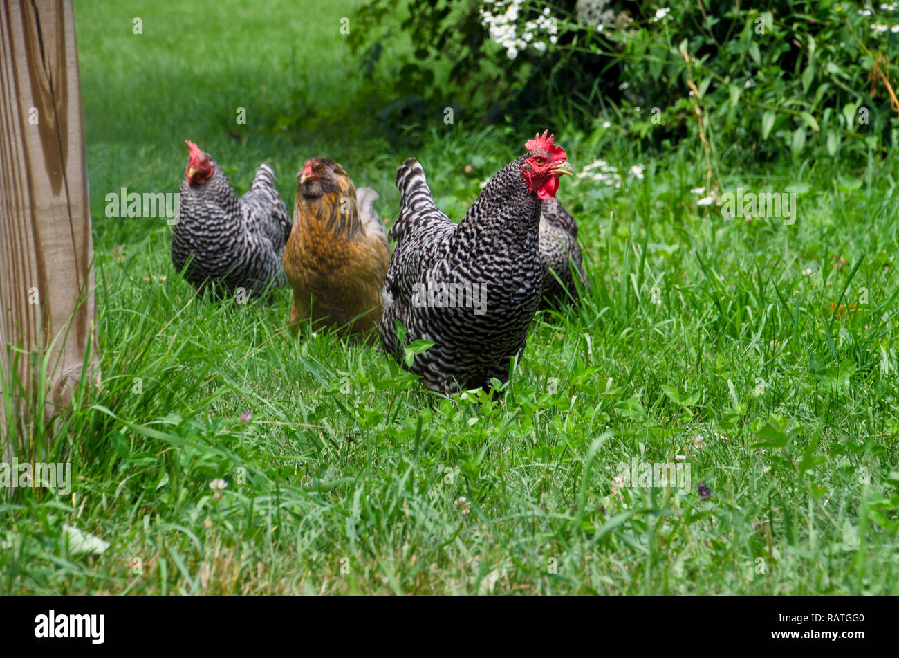 Gregge misto di polli che camminano in una linea attraverso erba prato in campo rurale, Maine, USA Foto Stock