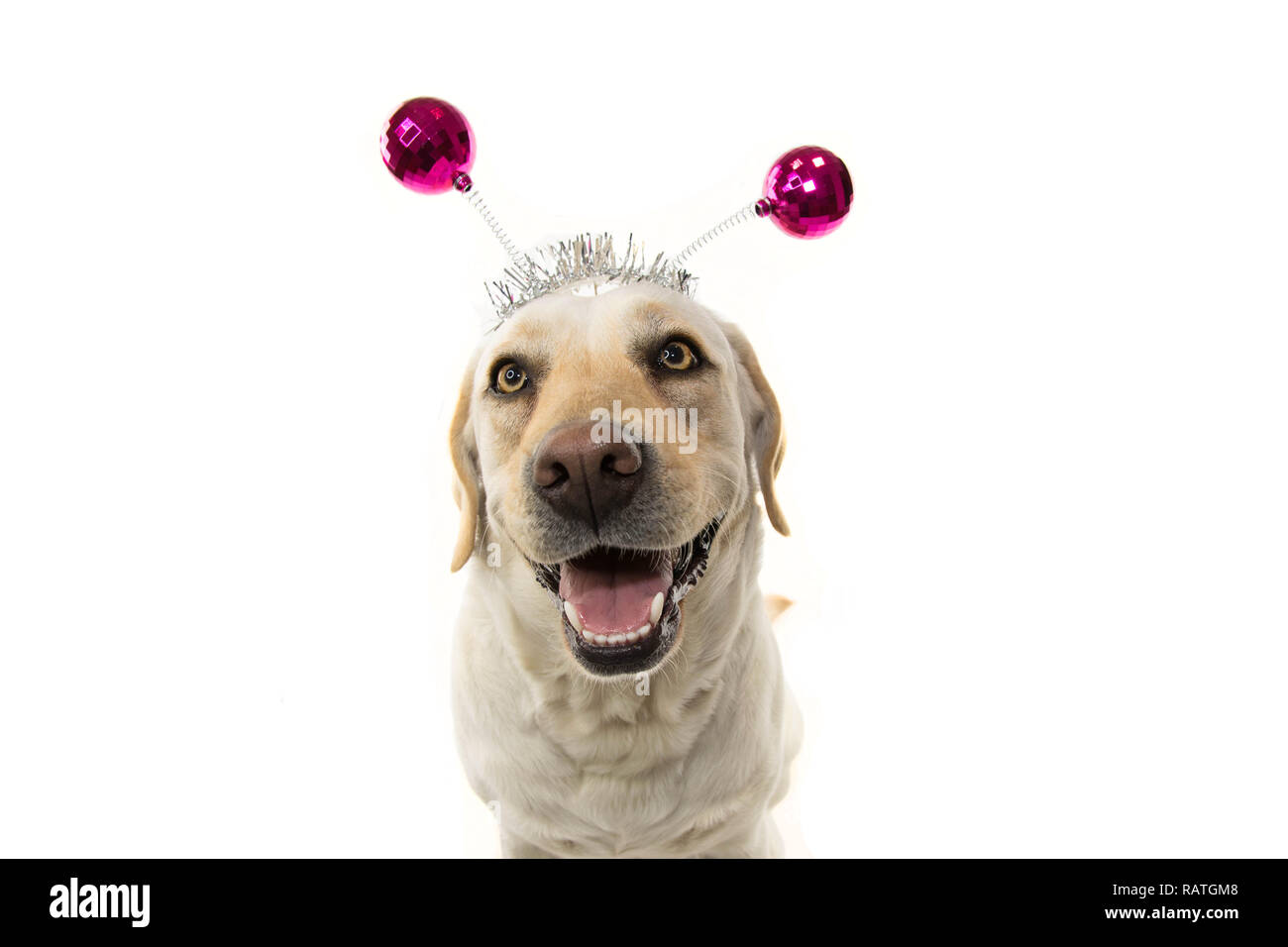 Divertente Festa del cane. Compleanno o ANNO NUOVO. Il Labrador con un  archetto o diadema con rosa discoteca BOPPERS a sfera come un estraneo.  Isolato colpo contro BACKGR BIANCO Foto stock -