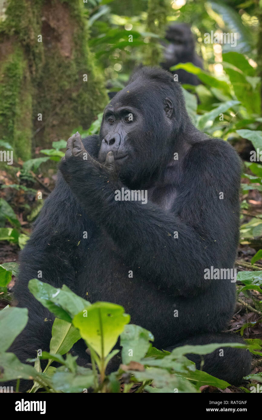 Gorilla di Montagna, Gorilla beringei beringei, Foresta impenetrabile di Bwindi National Park, Uganda Foto Stock