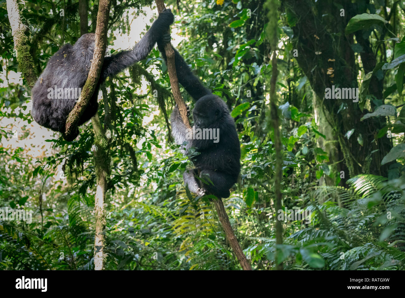 I gorilla di montagna scendendo dalla struttura ad albero alto, Gorilla beringei beringei, Foresta impenetrabile di Bwindi National Park, Uganda Foto Stock