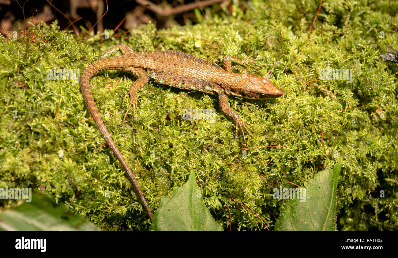 Jackson Foresta della Lucertola, Adolfus jacksoni, nella Foresta impenetrabile di Bwindi, Uganda, Africa Foto Stock