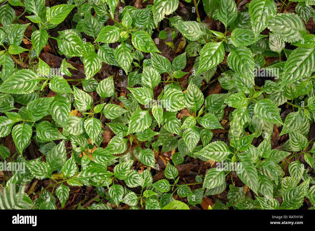 Close up di lussureggianti piante verdi sul suolo della foresta, Parco nazionale impenetrabile di Bwindi, Uganda, Africa Foto Stock
