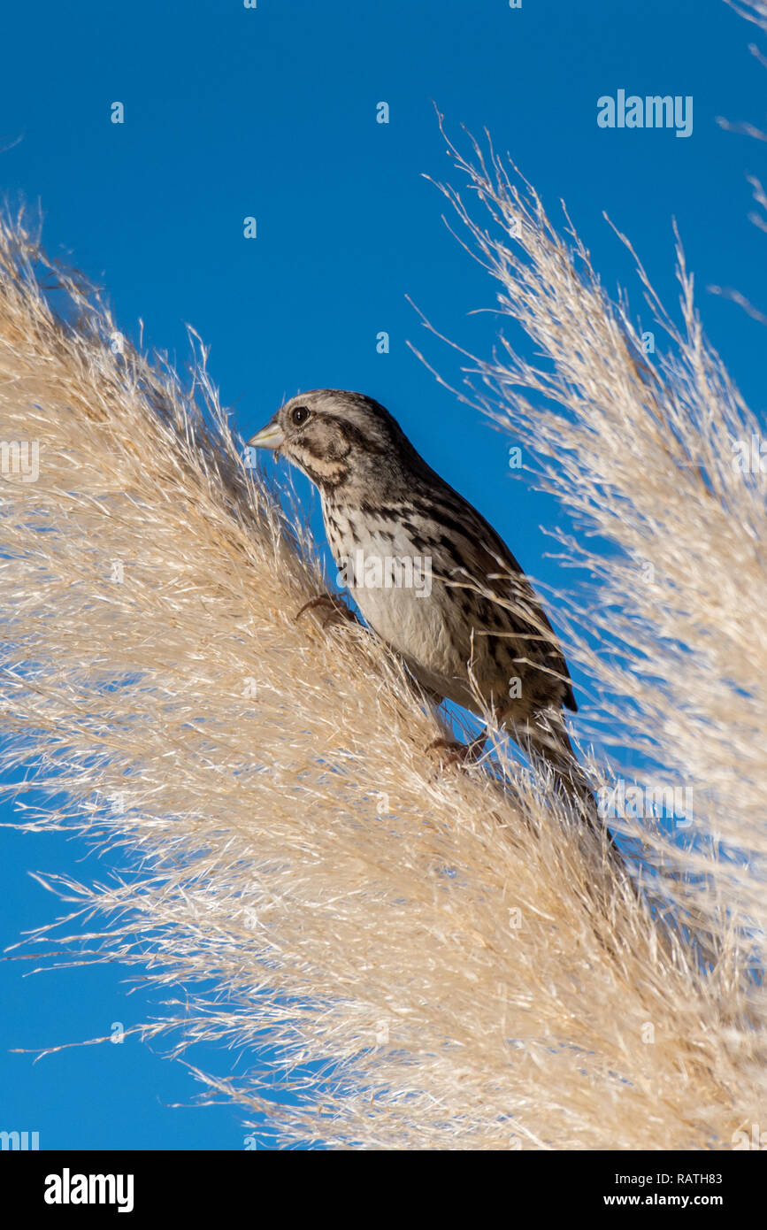 Casa adorabile Finch afferra i rami della sua deciduo erba ornamentale tighly semaforico mentre mangia. Foto Stock