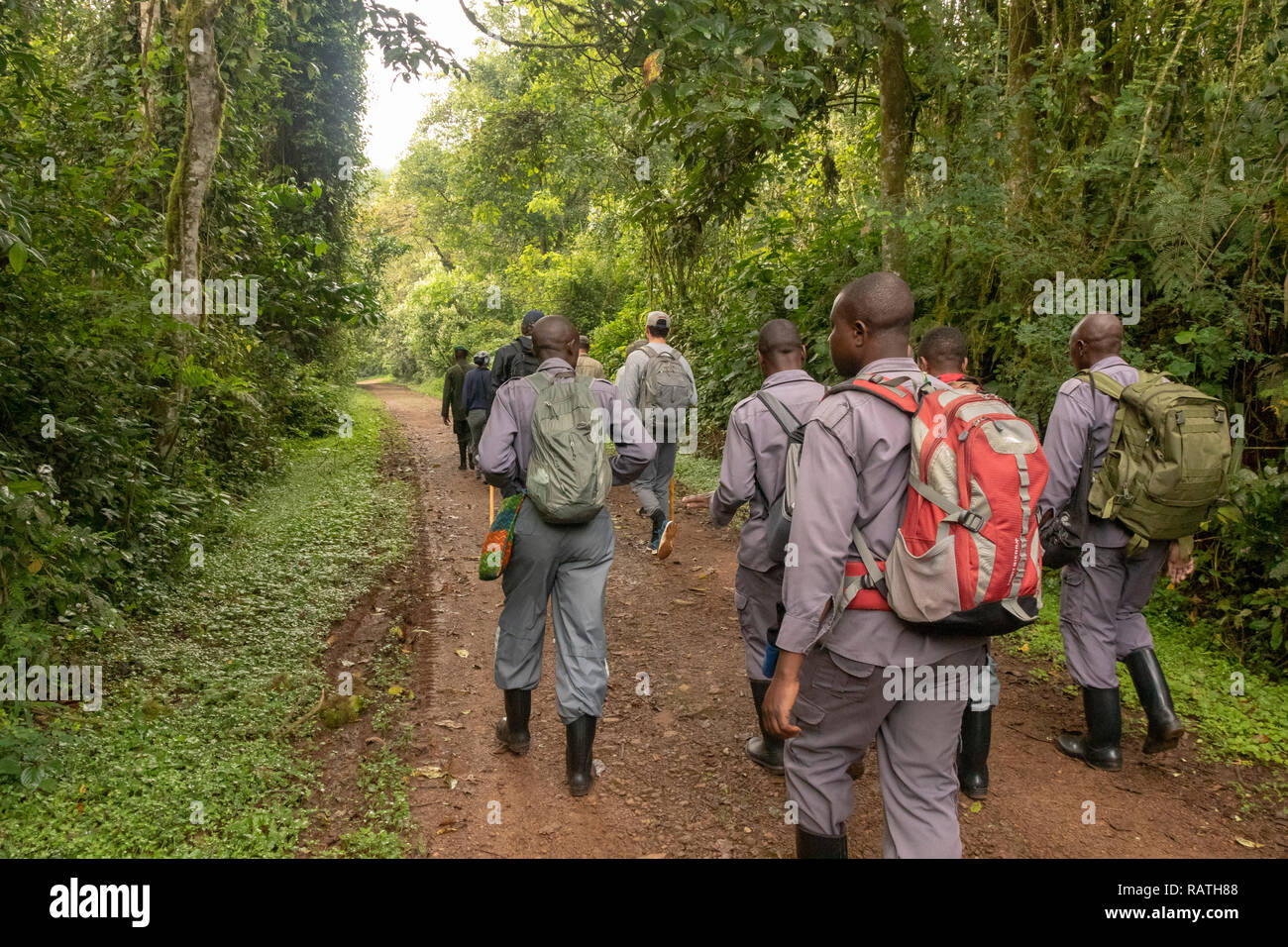 Facchini con zaini a seguito di turisti, Foresta impenetrabile di Bwindi, Uganda, Africa Foto Stock