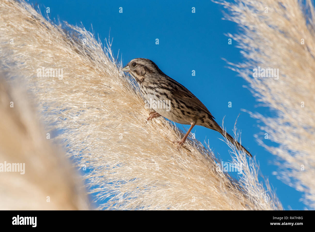 Casa adorabile Finch ulteriore spostamento fuori sul suo deciduo erba ornamentale pesce persico mentre mangia. Foto Stock