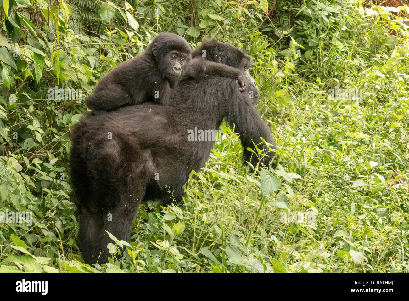 La madre e il bambino gorilla di montagna, Gorilla beringei beringei, Foresta impenetrabile di Bwindi National Park, Uganda Foto Stock