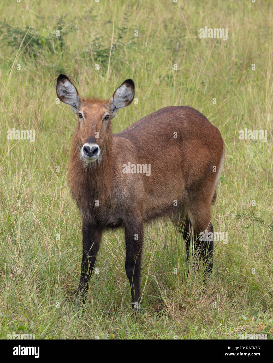 Femmina Defassa Waterbuck, Kobus ellipsiprymnus ssp. defassa, Queen Elizabeth Park, Uganda, Africa Foto Stock