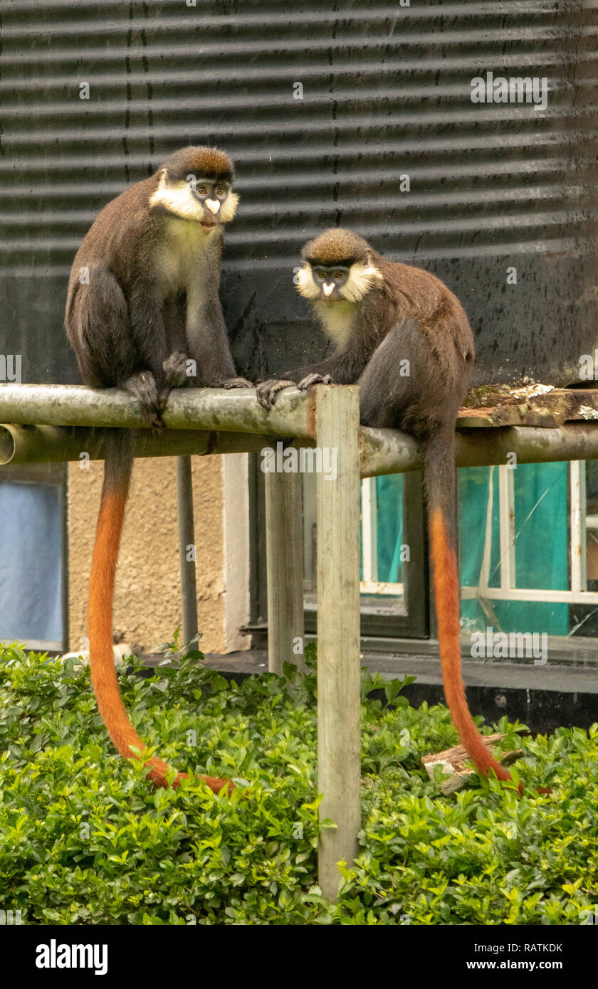 Il red-tailed monkey o nero-cheeked bianco-scimmia dal naso rosso-tailed guenon o Schmidt's (guenon Cercopithecus ascanius), Bwindi Ospedale della Comunità Foto Stock