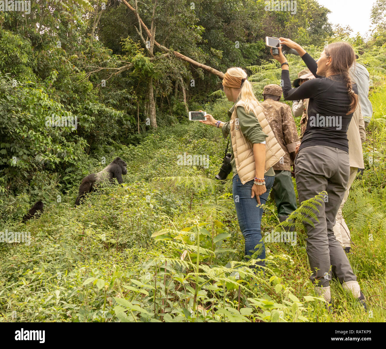 I turisti su safari a guardare e a fotografare i gorilla di montagna, foresta impenetrabile di Bwindi, Uganda, Africa Foto Stock