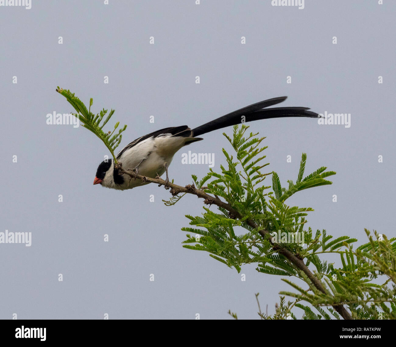 Il pin code (Vedova orientale del Vidua macroura), un piccolo songbird con una cospicua pennant-come coda, Queen Elizabeth National Park, Uganda, Africa Foto Stock