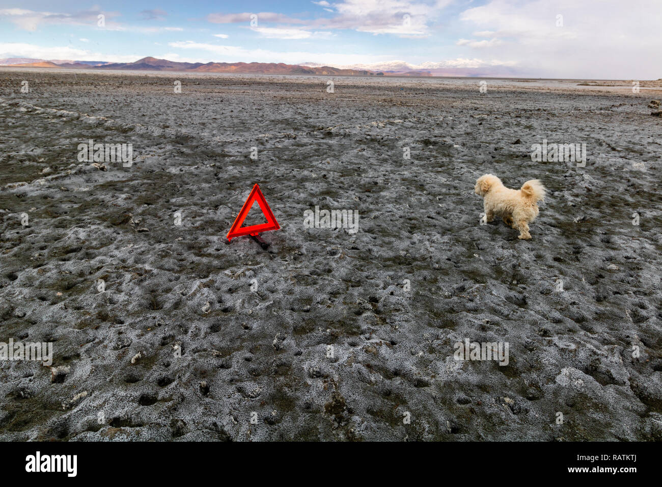 Un bianco cane bassotto sulla terra asciutta, Urmia lake, il secondo più grande lago salato nel mondo Foto Stock