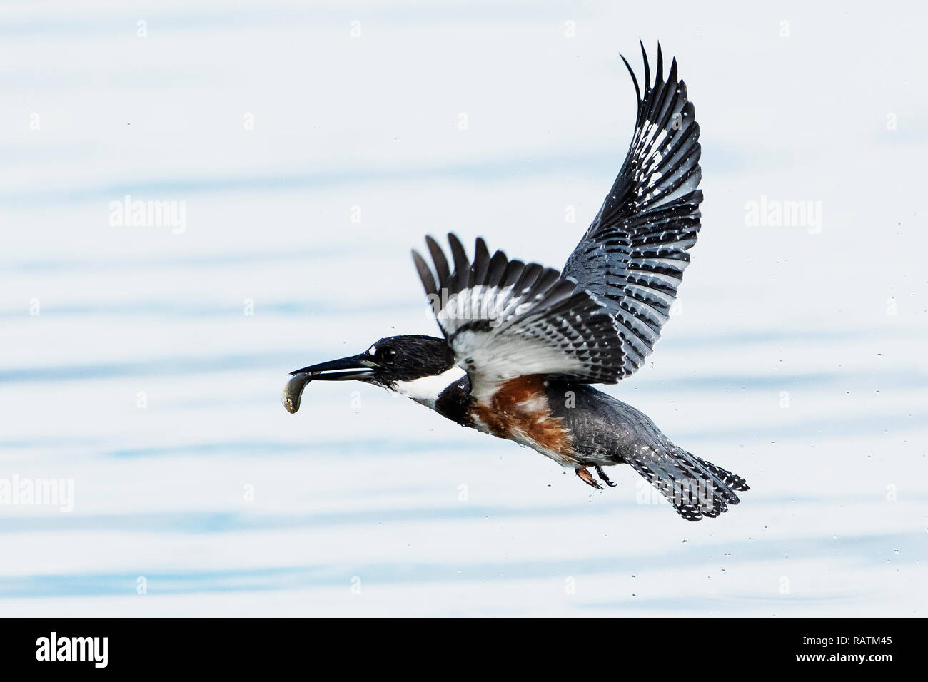 Belted kingfisher in volo con pesce Foto Stock