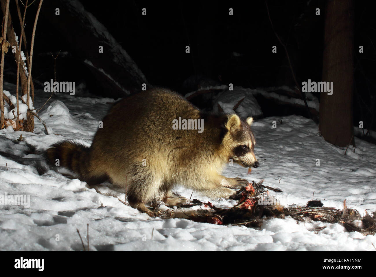 Un procione comune alimentazione su un fagiano Ring-Necked durante l'inverno. Foto Stock