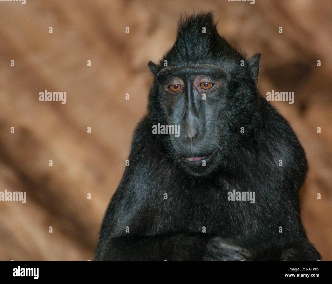 Sulawesi macaco crestato Foto Stock