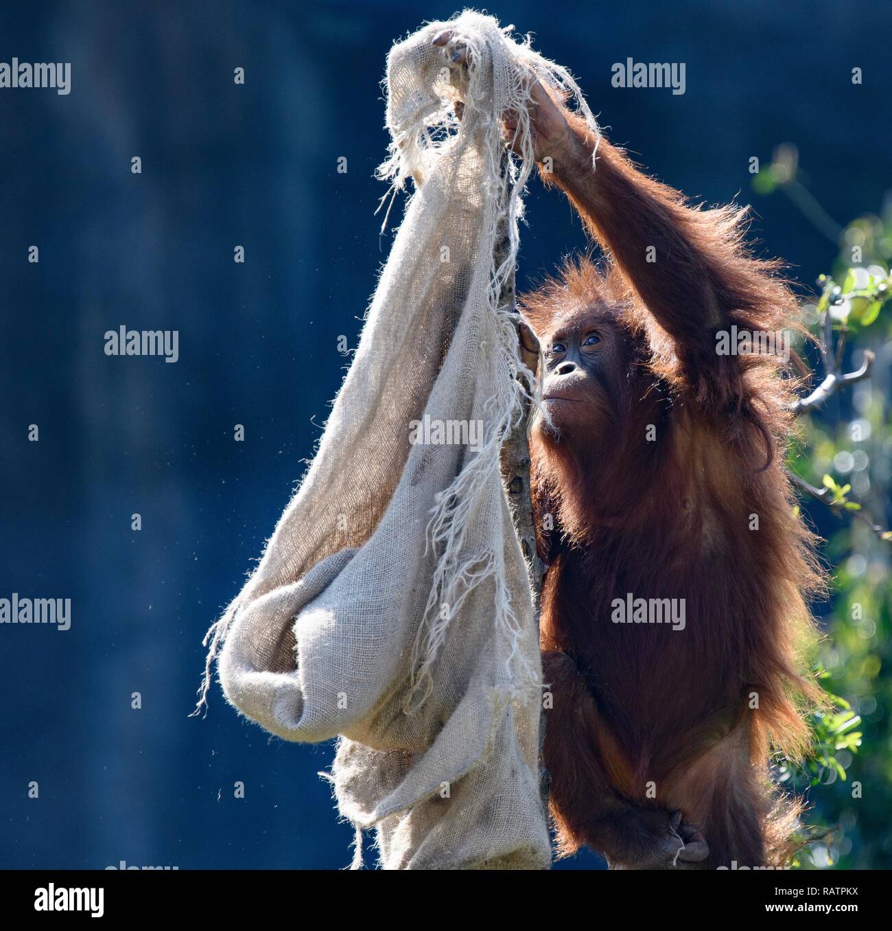 Orangutan close up Foto Stock