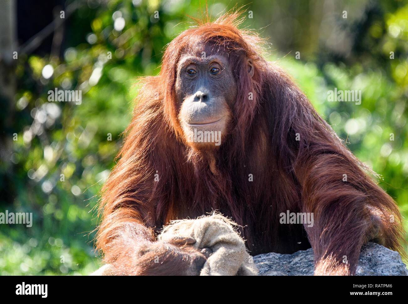 Orangutan close up Foto Stock