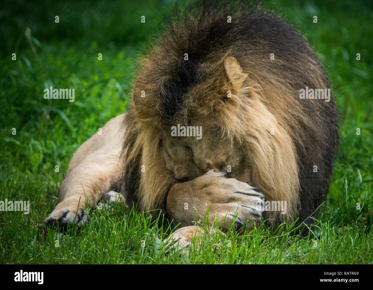 Vicino la foto di un maschio di leone Foto Stock