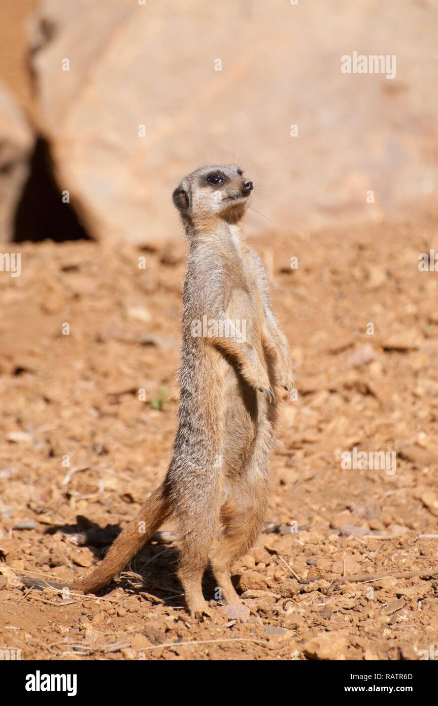 Un singolo Meerkat sulla sabbia Foto Stock