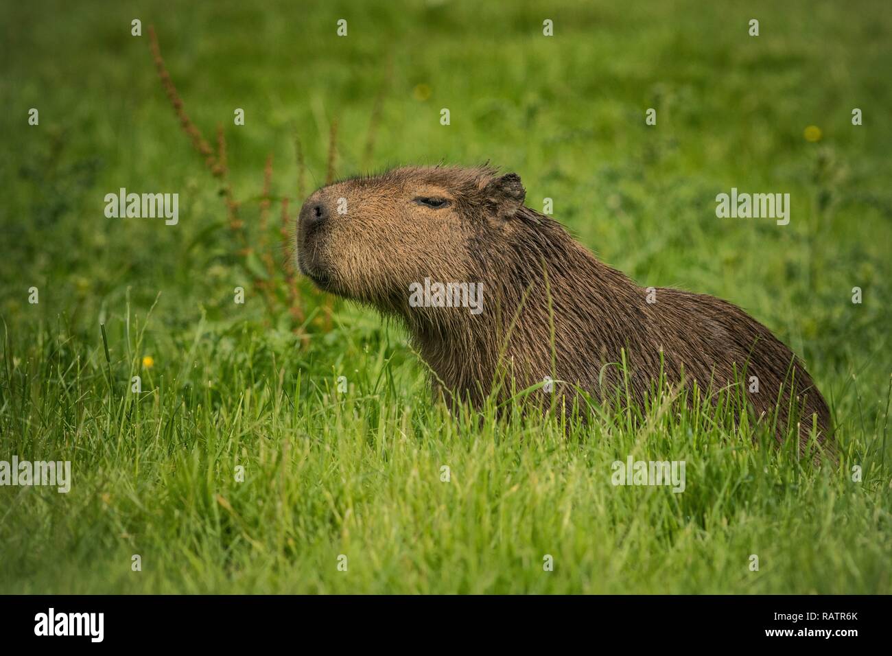 Capibara nel lungo erba verde Foto Stock